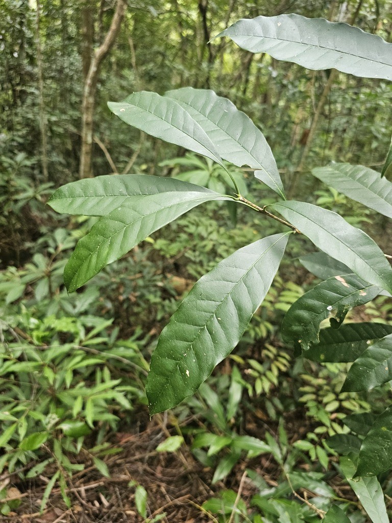 Vỏ sạn lá dài